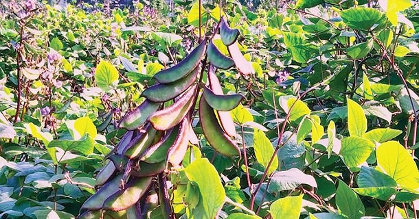 কাজলী শিম চাষে সাফল্যের হাসি কাজলী শিম চাষে সাফল্যের হাসি